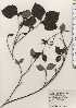  ( - TW024409)  @11 [ ] Copyright (2021) Unspecified Forestry and Forest Products Research Institute
