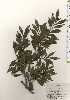  ( - TW024416)  @11 [ ] Copyright (2021) Unspecified Forestry and Forest Products Research Institute