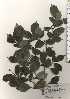  ( - TW024421)  @11 [ ] Copyright (2021) Unspecified Forestry and Forest Products Research Institute