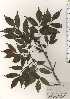  ( - TW024424)  @11 [ ] Copyright (2021) Unspecified Forestry and Forest Products Research Institute