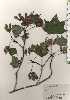  ( - TW024437)  @11 [ ] Copyright (2021) Unspecified Forestry and Forest Products Research Institute