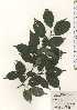  ( - TW024440)  @11 [ ] Copyright (2021) Unspecified Forestry and Forest Products Research Institute