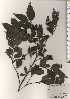  ( - TW024450)  @11 [ ] Copyright (2021) Unspecified Forestry and Forest Products Research Institute