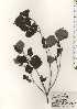  ( - TW024454)  @11 [ ] Copyright (2021) Unspecified Forestry and Forest Products Research Institute
