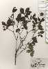  ( - TW024467)  @11 [ ] Copyright (2021) Unspecified Forestry and Forest Products Research Institute