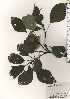  ( - TW024480)  @11 [ ] Copyright (2021) Unspecified Forestry and Forest Products Research Institute