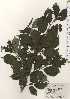  ( - TW024487)  @11 [ ] Copyright (2021) Unspecified Forestry and Forest Products Research Institute