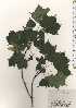  ( - TW024489)  @11 [ ] Copyright (2021) Unspecified Forestry and Forest Products Research Institute