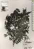  ( - TW024500)  @11 [ ] Copyright (2021) Unspecified Forestry and Forest Products Research Institute