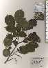  ( - TW024507)  @11 [ ] Copyright (2021) Unspecified Forestry and Forest Products Research Institute