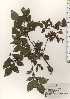  ( - TW024511)  @11 [ ] Copyright (2021) Unspecified Forestry and Forest Products Research Institute