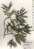  ( - TW024512)  @11 [ ] Copyright (2021) Unspecified Forestry and Forest Products Research Institute