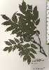  ( - TW024513)  @11 [ ] Copyright (2021) Unspecified Forestry and Forest Products Research Institute