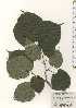  ( - TW024514)  @11 [ ] Copyright (2021) Unspecified Forestry and Forest Products Research Institute