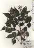  ( - TW024524)  @11 [ ] Copyright (2021) Unspecified Forestry and Forest Products Research Institute