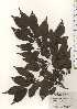  ( - TW024525)  @11 [ ] Copyright (2021) Unspecified Forestry and Forest Products Research Institute