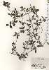  ( - TW024592)  @11 [ ] Copyright (2021) Unspecified Forestry and Forest Products Research Institute
