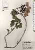  ( - TW024594)  @11 [ ] Copyright (2021) Unspecified Forestry and Forest Products Research Institute