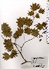 ( - TW024600)  @11 [ ] Copyright (2021) Unspecified Forestry and Forest Products Research Institute