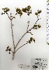  ( - TW024604)  @11 [ ] Copyright (2021) Unspecified Forestry and Forest Products Research Institute