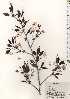  ( - TW024605)  @11 [ ] Copyright (2021) Unspecified Forestry and Forest Products Research Institute
