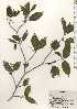  ( - TW024610)  @11 [ ] Copyright (2021) Unspecified Forestry and Forest Products Research Institute