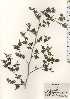  (Neillia incisa var. incisa - TW024622)  @11 [ ] Copyright (2021) Unspecified Forestry and Forest Products Research Institute