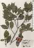  ( - TW024624)  @11 [ ] Copyright (2021) Unspecified Forestry and Forest Products Research Institute