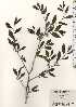  (Lindera glauca - TW024635)  @11 [ ] Copyright (2021) Unspecified Forestry and Forest Products Research Institute