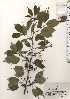  ( - TW024640)  @11 [ ] Copyright (2021) Unspecified Forestry and Forest Products Research Institute