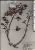  ( - TW024646)  @11 [ ] Copyright (2021) Unspecified Forestry and Forest Products Research Institute