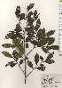  ( - TW024651)  @11 [ ] Copyright (2021) Unspecified Forestry and Forest Products Research Institute