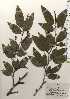  ( - TW024653)  @11 [ ] Copyright (2021) Unspecified Forestry and Forest Products Research Institute