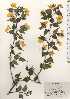  ( - TW024664)  @11 [ ] Copyright (2021) Unspecified Forestry and Forest Products Research Institute