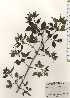  ( - TW024665)  @11 [ ] Copyright (2021) Unspecified Forestry and Forest Products Research Institute