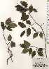  ( - TW024669)  @11 [ ] Copyright (2021) Unspecified Forestry and Forest Products Research Institute