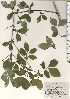  ( - TW024674)  @11 [ ] Copyright (2021) Unspecified Forestry and Forest Products Research Institute