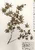  ( - TW024676)  @11 [ ] Copyright (2021) Unspecified Forestry and Forest Products Research Institute