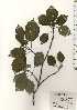  ( - TW024677)  @11 [ ] Copyright (2021) Unspecified Forestry and Forest Products Research Institute