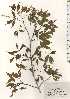  (Acer cissifolium - TW024680)  @11 [ ] Copyright (2021) Unspecified Forestry and Forest Products Research Institute