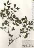  ( - TW024681)  @11 [ ] Copyright (2021) Unspecified Forestry and Forest Products Research Institute
