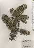  ( - TW024684)  @11 [ ] Copyright (2021) Unspecified Forestry and Forest Products Research Institute