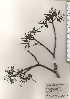  ( - TW024689)  @11 [ ] Copyright (2021) Unspecified Forestry and Forest Products Research Institute