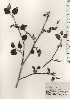  ( - TW024695)  @11 [ ] Copyright (2021) Unspecified Forestry and Forest Products Research Institute