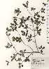  ( - TW024696)  @11 [ ] Copyright (2021) Unspecified Forestry and Forest Products Research Institute