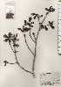  ( - TW024703)  @11 [ ] Copyright (2021) Unspecified Forestry and Forest Products Research Institute