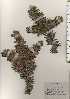  ( - TW024714)  @11 [ ] Copyright (2021) Unspecified Forestry and Forest Products Research Institute