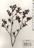  ( - TW024721)  @11 [ ] Copyright (2021) Unspecified Forestry and Forest Products Research Institute