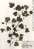  ( - TW024728)  @11 [ ] Copyright (2021) Unspecified Forestry and Forest Products Research Institute