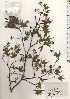  (Acer amoenum var. amoenum - TW024735)  @11 [ ] Copyright (2021) Unspecified Forestry and Forest Products Research Institute